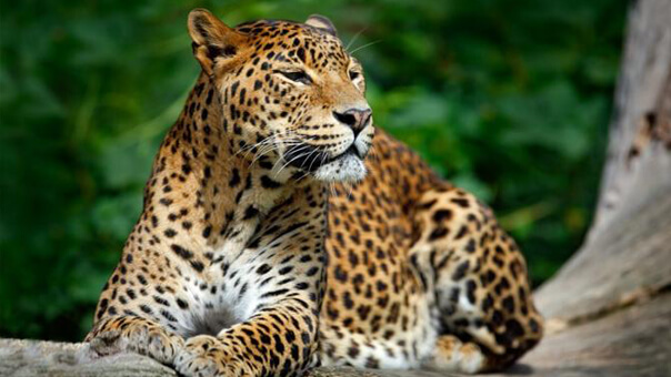 Sri Lankan Leopard